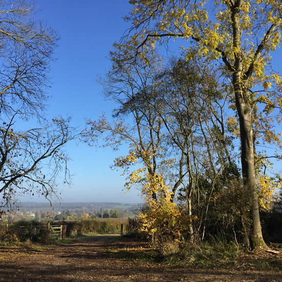 autumn trees against blue sky