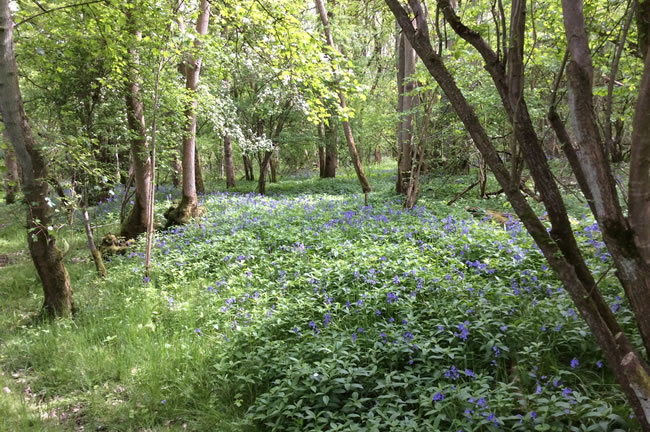 bluebells in woodland