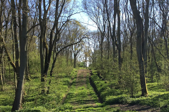 grassy ride through woodland