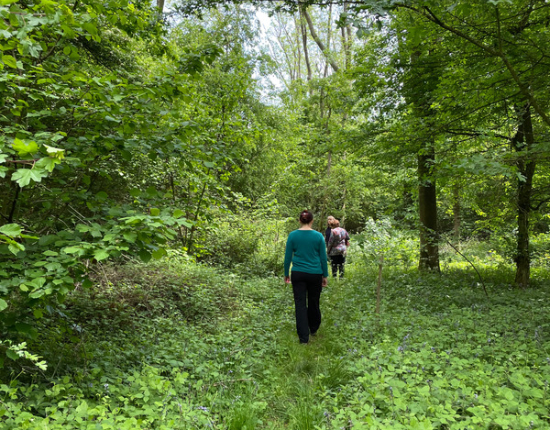 people walking through woodland