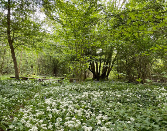 wild garlic in woodland